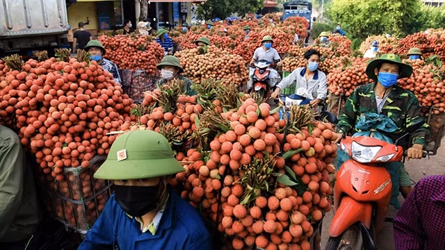北江荔枝在许多国家和地区销售。