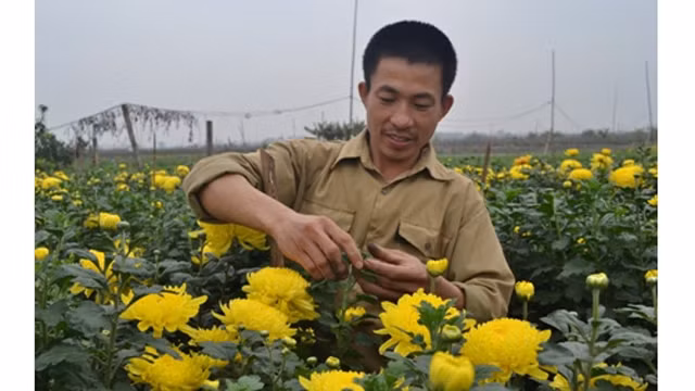 湄灵花卉盆景村的农民。