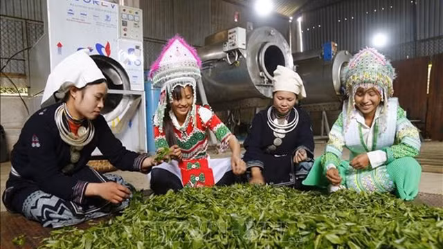 山雪茶经仔细选择之后才进入加工阶段。