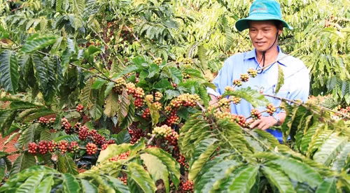 2015年越南咖啡出口量稳居世界第二位。