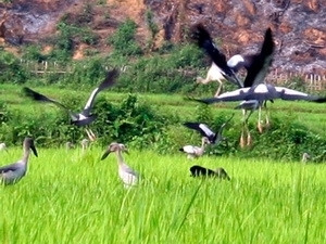  (Photo: 附图)