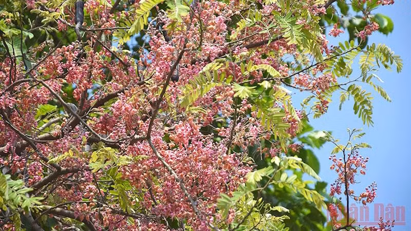粉花山扁豆盛开。