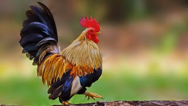 附图：马来西亚的塞拉玛鸡。