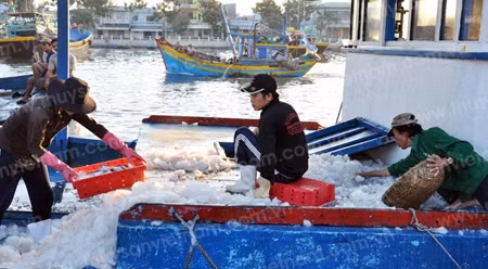 附图：平顺省渔民。（图片来源：越南水产网站）