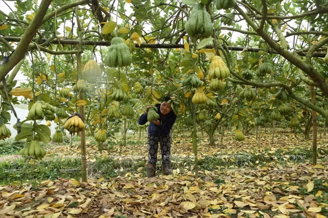 得楚佛手种植村。