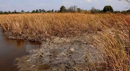 干旱及海水侵蚀等现象给越南带来严重影响。
