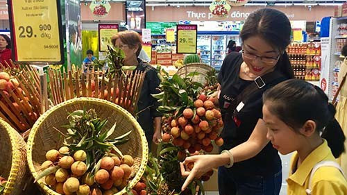 越南荔枝。（图片来源：越通社）