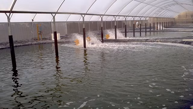 附图：采用高技术虾类养殖模式。