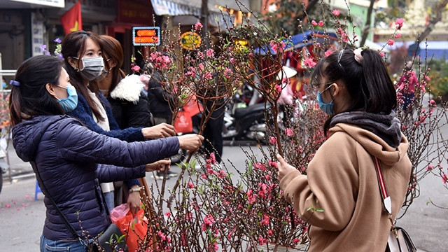 桃花是本次花卉的亮点之一。（陈海 青林 摄）