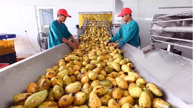 越南出口芒果。