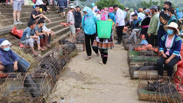 莱州市“腋夹”猪集市一角。