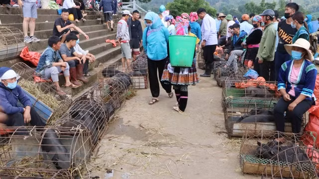 莱州市“腋夹”猪集市一角。