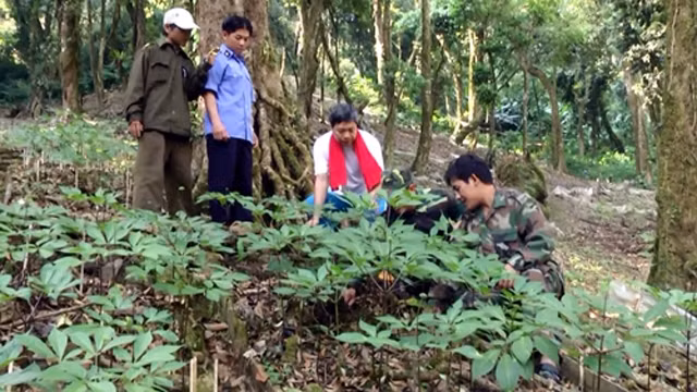 玉玲人参树栽培。