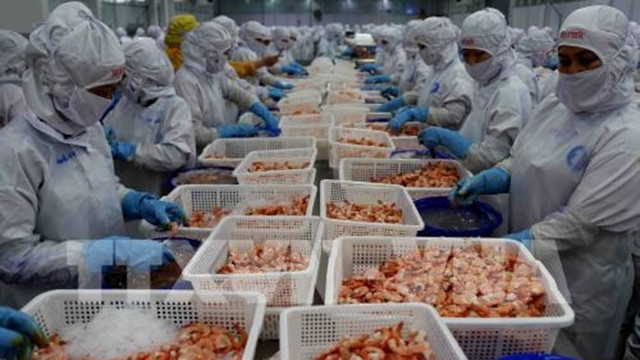 附图：越南水产品加工。