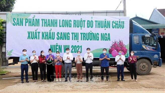越南山萝省向俄罗斯出口10吨红心火龙果。