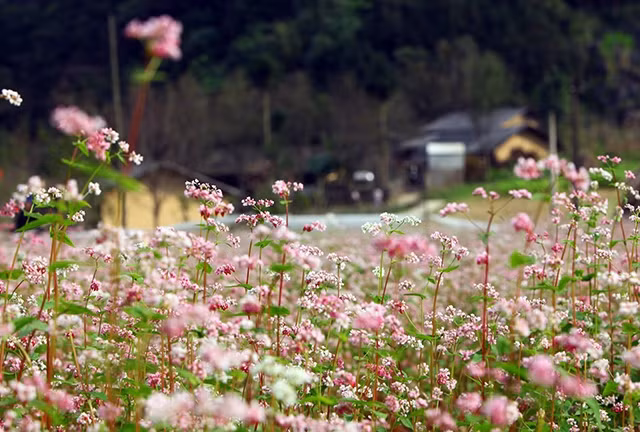 荞麦花于十月和十一月盛开。