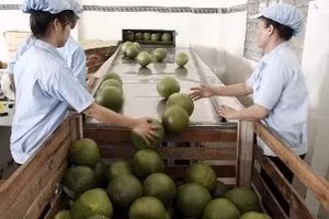 越南青皮柚子。