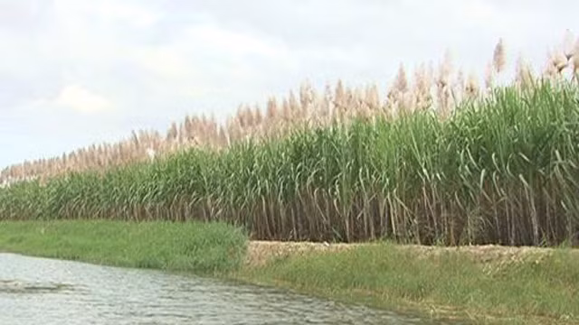 甘蔗田。 (Photo: 图：因特网)