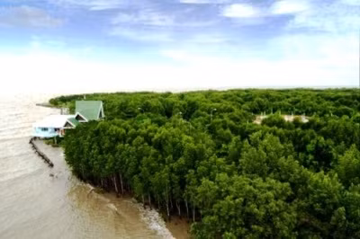 越南金瓯角国家公园 (Photo: 图片来源：VGP)