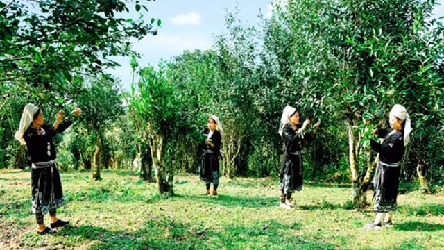 宣光省纳杭县的土特产--山雪茶。（图片来源：宣光省官网）