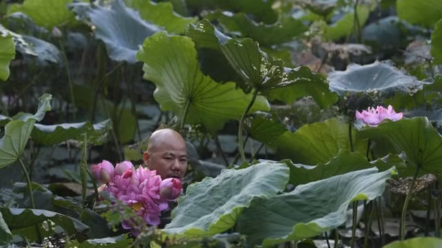 阮越雄一大清早就起来到荷花池采摘荷花。（图片来源：法新社）