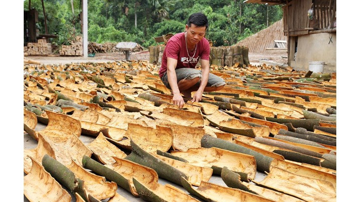 肉桂皮是安沛省的主打出口产品之一。