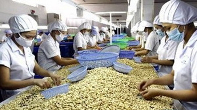 附图:腰果出口。