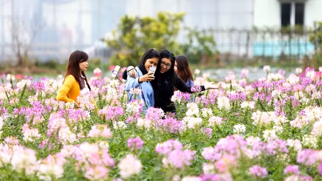 广宁省横蒲县广罗乡“广罗花卉天堂”生态旅游区引起大量游客。（图片来源：广宁报网）