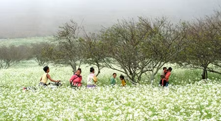木州高原四季花开。（图片来源：越通社） 