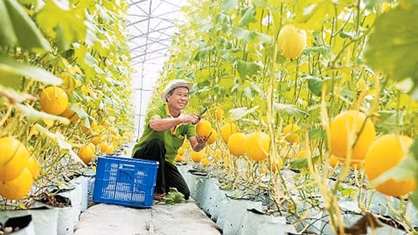在安江省的甜瓜种植模式。