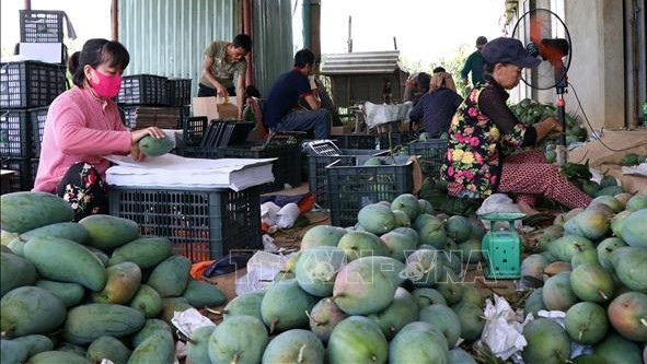 越南同塔省农产品面向通过官方渠道出口中国。