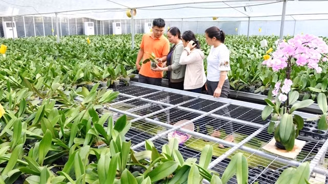 附图：2025年河内农民年人均收入将增至8000万越盾。