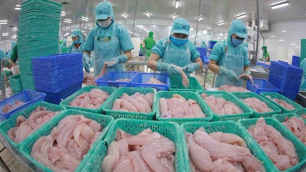 查鱼片加工。（图片来源：越通社）