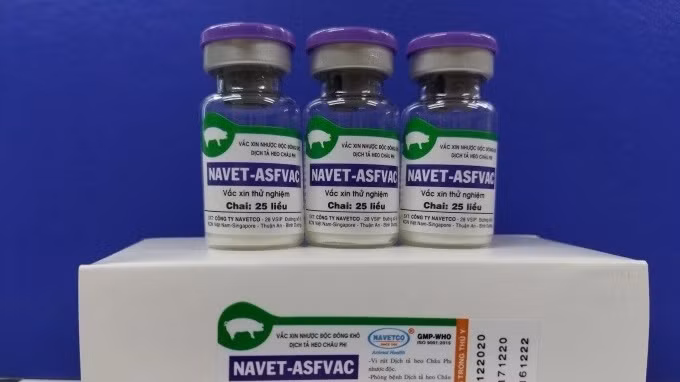 越南成功研制非洲猪瘟疫苗。