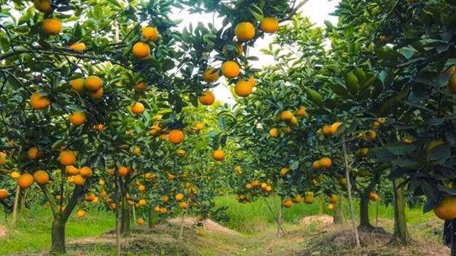 兴安橙子。