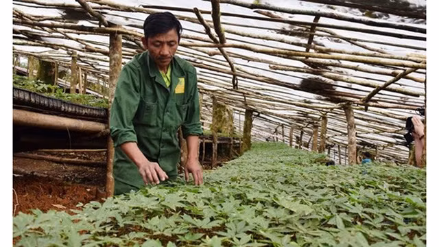 昆嵩省玉灵人参。