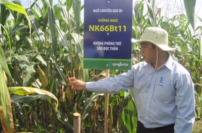 NK 66 Bt品种适宜螟的压力较大的玉米种植区。