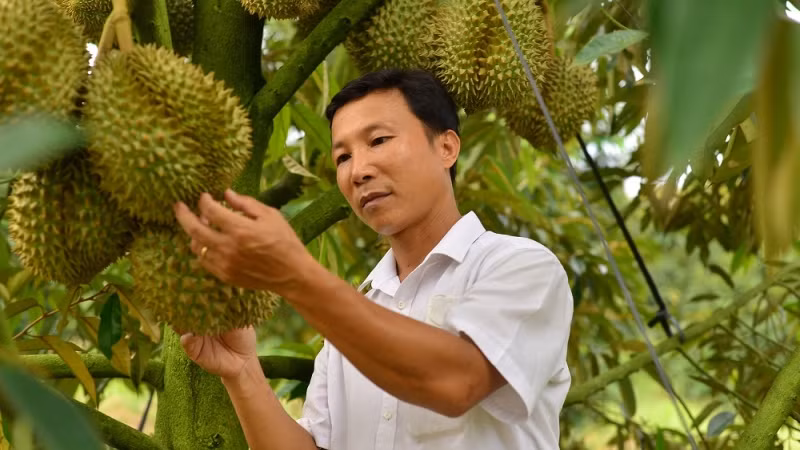 附图：林同省多个单位和农户登记对中国出口榴莲。