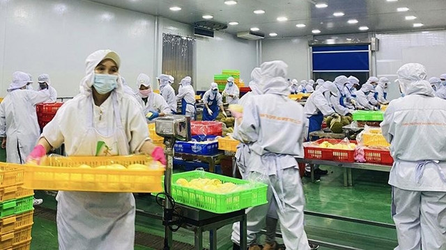 正邱水果进出口有限责任公司的出口榴莲初步加工。