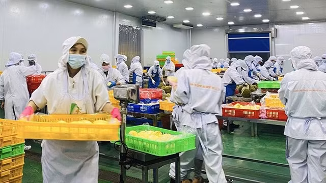 正邱水果进出口有限责任公司的出口榴莲初步加工。