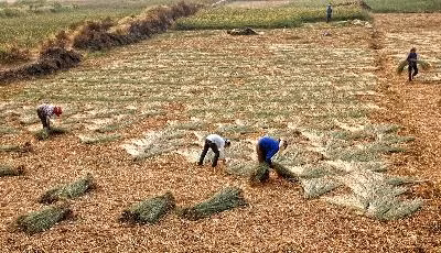 清化省：峨青扩大种蒲草面积（图）