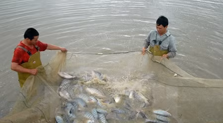 附图。（图片来源：越通社）