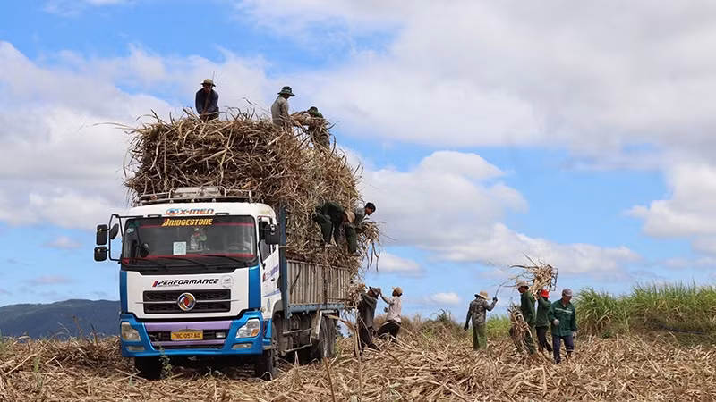 福安省山和县农民收割甘蔗。