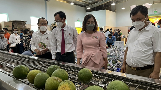 槟椥绿皮柚子即将出口至美国市场。