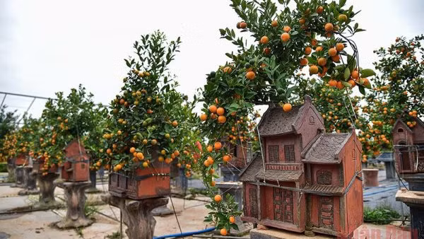 2022壬寅年春节独特的观赏金桔树盆。（成达 摄）