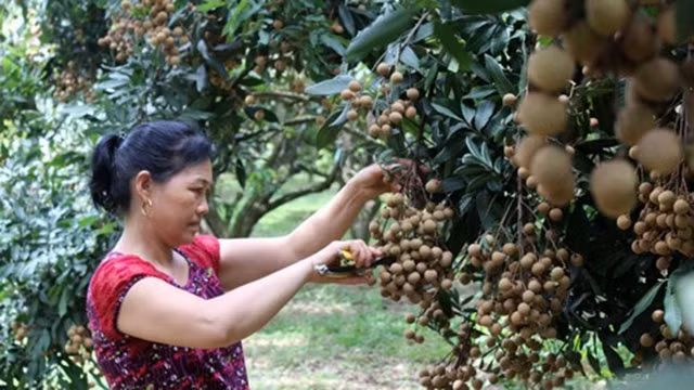 和平省金杯县山水乡农民收获龙眼。
