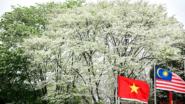 白玉微瑕黄的檀花适逢越南和马来西亚外交活动期间盛开。（成达 摄）
