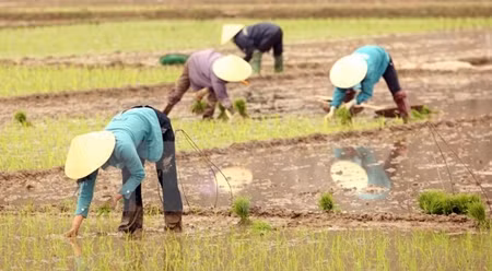 附图：越南水稻种植。