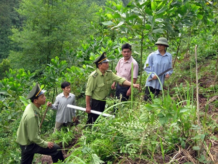 越南某省的林检人员检查森林种植工作。