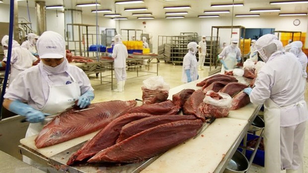 金枪鱼加工。（图片来源：越通社）